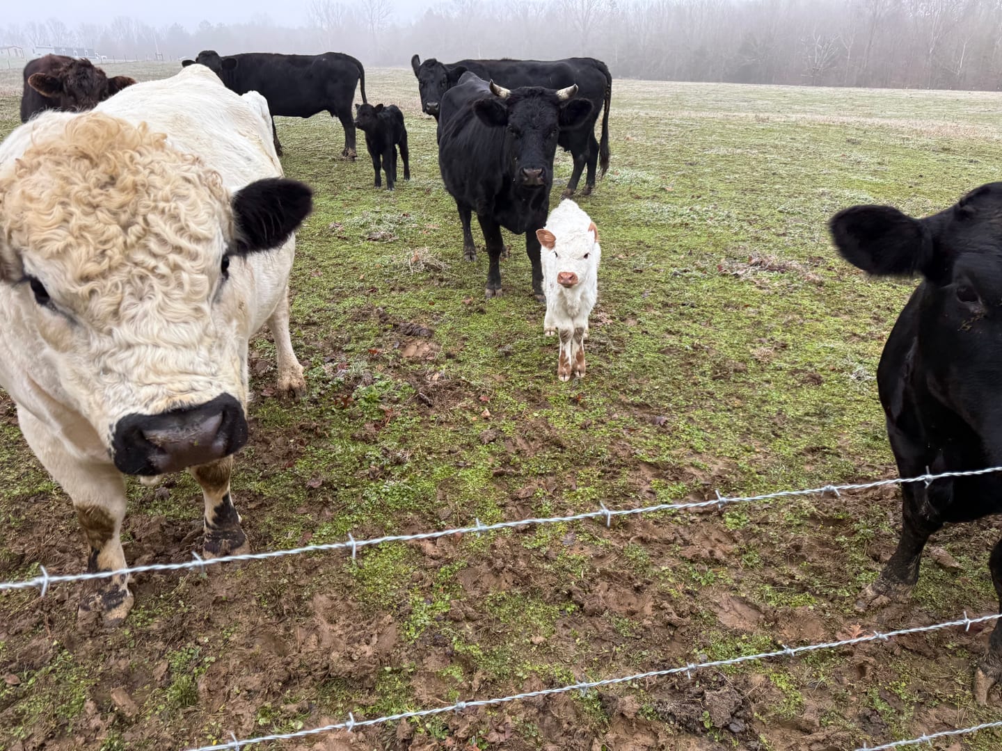 A white-faced cow and her calf standing with the black cattle herd on a foggy winter pasture