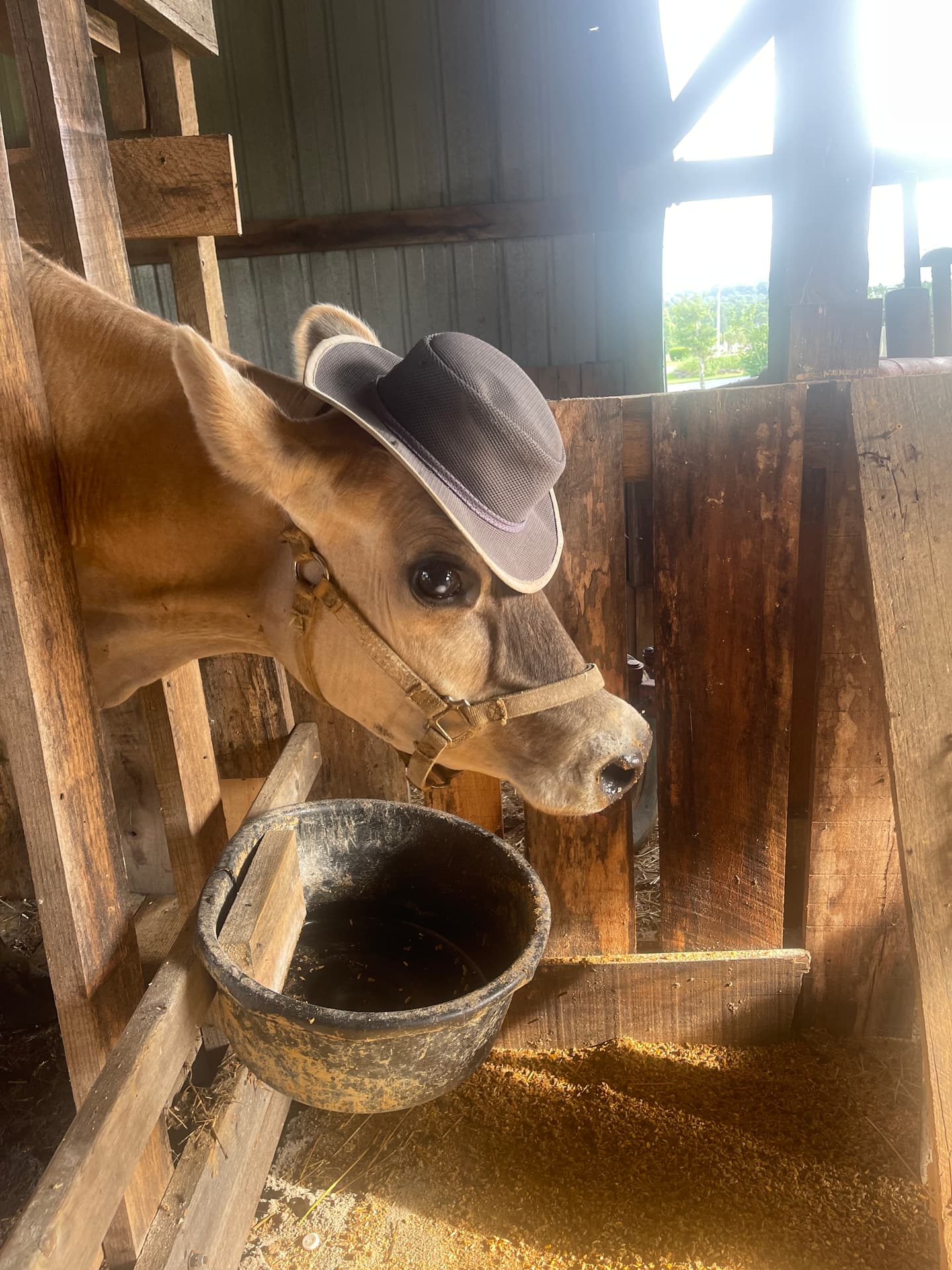 A Jersey cow leaning over her feed bucket in the barn, wearing a gray cowboy hat someone set on her head