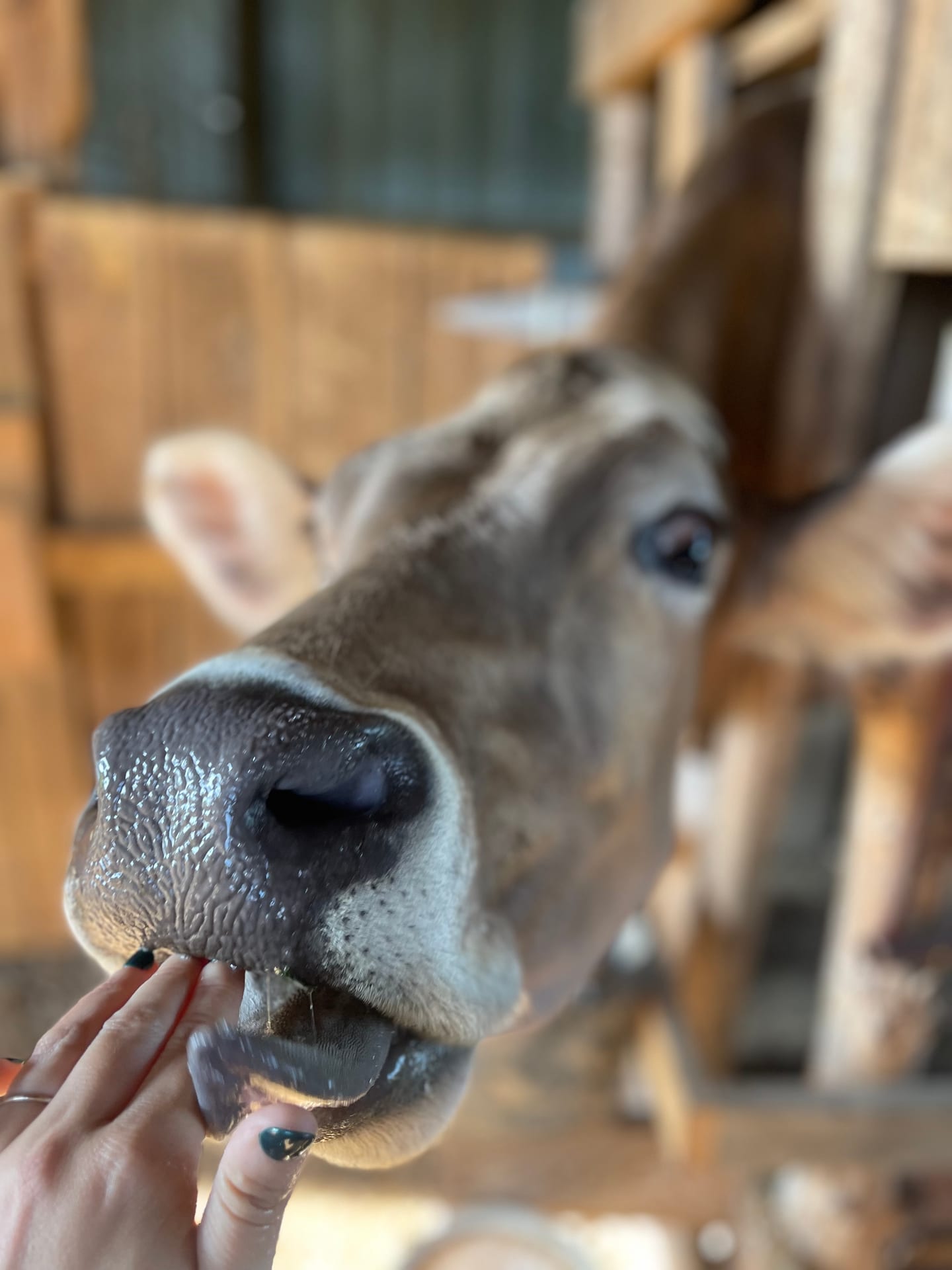A Jersey cow stretching her nose out for a scratch on the muzzle