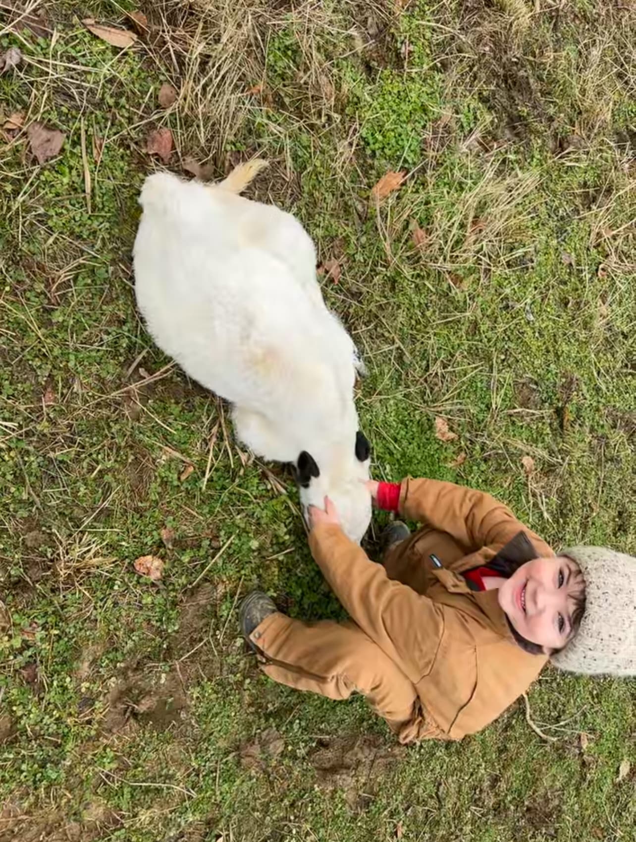 A white calf grazing in winter grass while a child in canvas coveralls reaches down to scratch its head