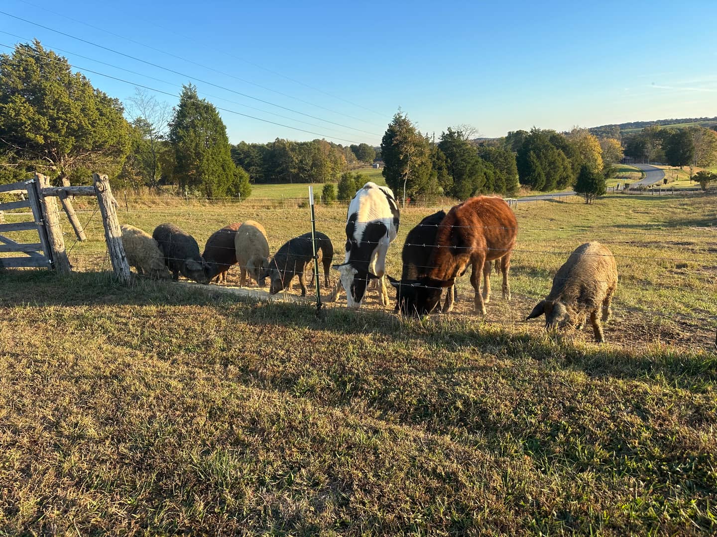 Sheep, hogs and a dairy cow sharing a feeder along the fence line on a clear fall evening