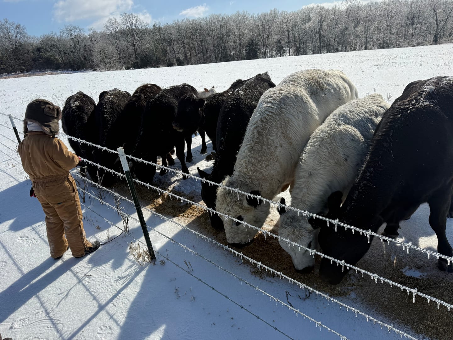 Cattle crowded along a feed line in the snow while a small child in a hooded snowsuit watches from behind the fence