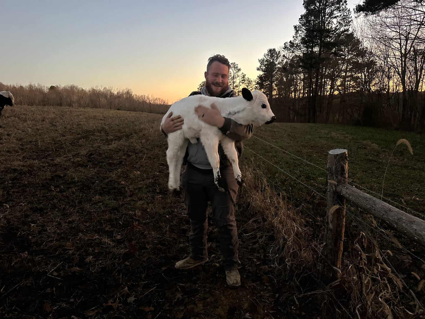 A farmer carrying a newborn white calf in from the pasture at sunset