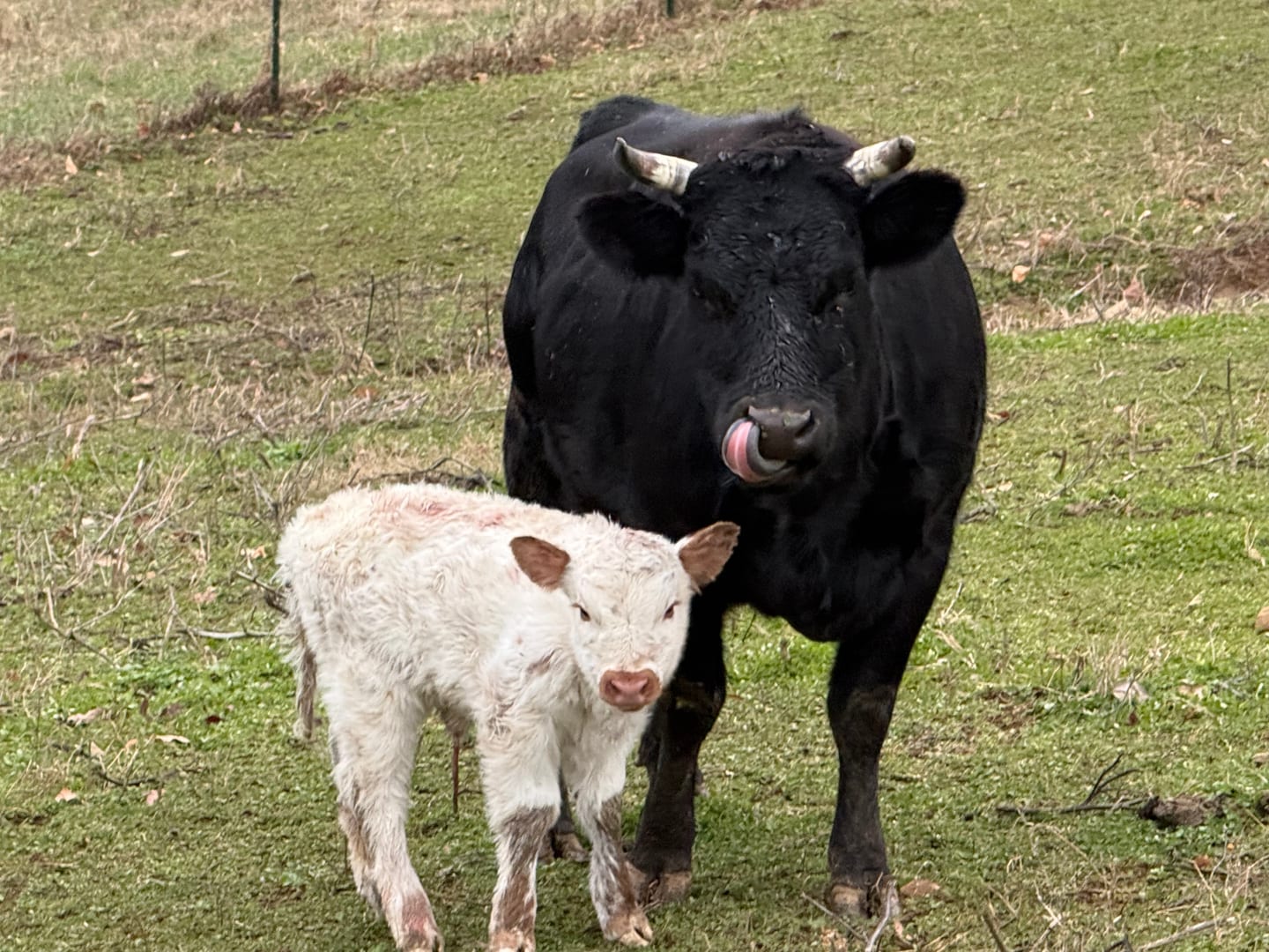 A black cow standing over her white newborn calf in the pasture